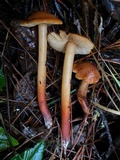Phaeocollybia californica image