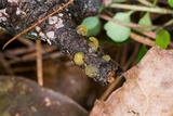 Dacrymyces minor image