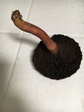 Chroogomphus vinicolor image