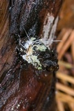 Tilachlidium brachiatum image
