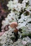 Mycena corticola image