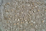 Ochrolechia pallescens image