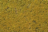 Caloplaca feracissima image