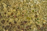 Xanthoparmelia cumberlandia image