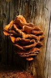 Laetiporus conifericola image