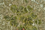 Xanthoparmelia cumberlandia image