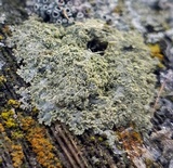 Physcia millegrana image