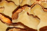 Laetiporus conifericola image