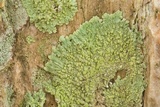 Dirinaria applanata image