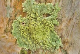 Dirinaria applanata image