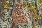 Haematomma persoonii image