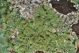 Punctelia missouriensis image