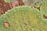 Dirinaria applanata image