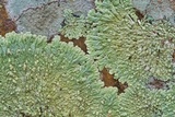 Dirinaria applanata image