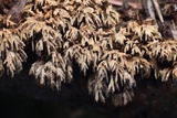 Hydnoporia olivacea image