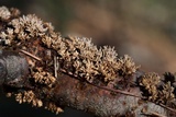 Hydnoporia olivacea image