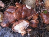 Tricholoma fracticum image