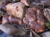 Tricholoma fracticum image