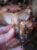 Tricholoma fracticum image