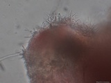 Plicaturopsis crispa image