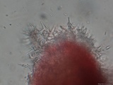 Plicaturopsis crispa image