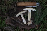 Amanita pini image