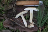 Amanita pini image