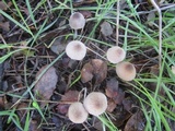 Mycena galopus var. galopus image