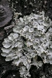 Parmotrema reticulatum image
