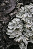 Parmotrema reticulatum image