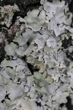 Parmotrema reticulatum image