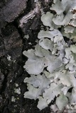 Parmotrema reticulatum image