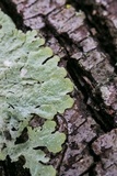 Punctelia caseana image