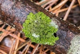Tuckermanella fendleri image