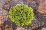 Tuckermanella fendleri image