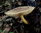 Pluteus exilis image