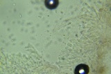 Mycena aetites image