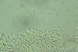 Mycena aetites image