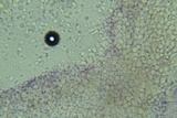 Mycena aetites image
