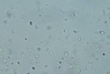 Mycena aetites image