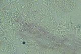 Mycena aetites image