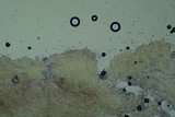 Mycena aetites image