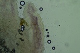 Mycena aetites image