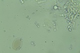 Mycena aetites image