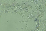 Mycena aetites image