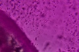 Mycena aetites image