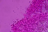 Mycena aetites image