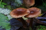 Armillaria nabsnona image