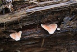 Neolentinus kauffmanii image