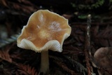 Rhodocollybia butyracea image
